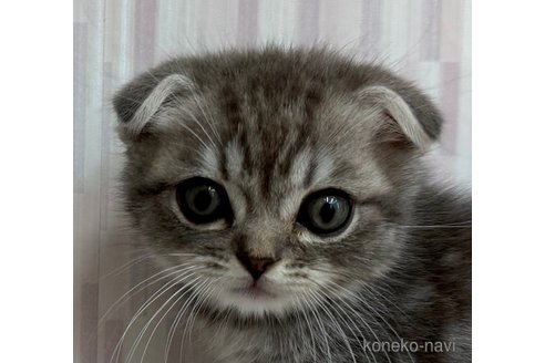 成約済の千葉県のスコティッシュフォールド(折れ耳)-96249の1枚目
