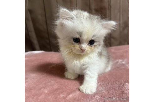 成約済の千葉県のペルシャ-97567の3枚目