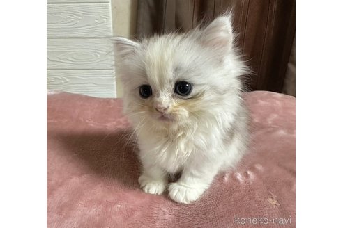 成約済ののペルシャ-97567