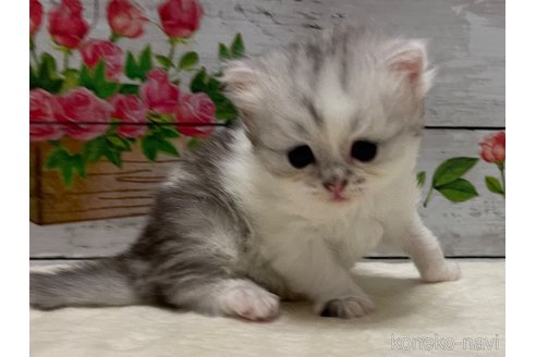 成約済の山梨県のミヌエット-97592の7枚目