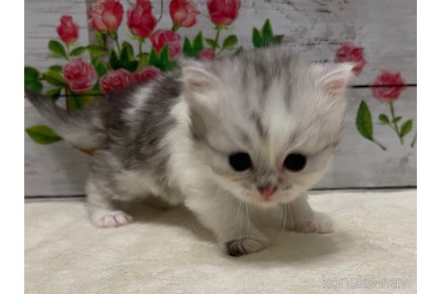 成約済の山梨県のミヌエット-97592の5枚目
