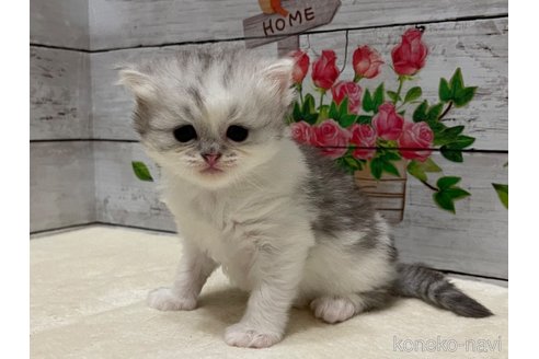 成約済の山梨県のミヌエット-97592の1枚目