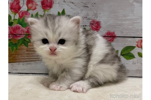 成約済の山梨県のミヌエット-97593の1枚目