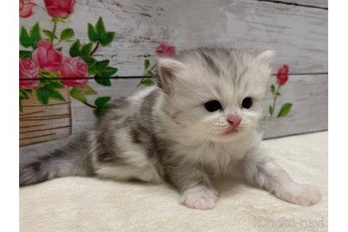 成約済の山梨県のミヌエット-97593の8枚目