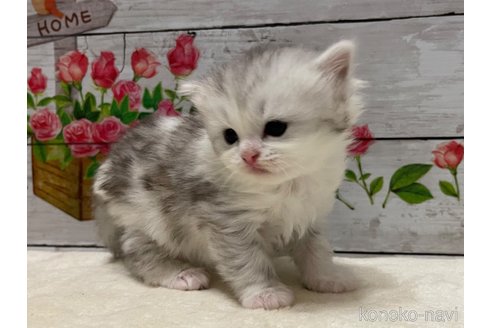 成約済の山梨県のミヌエット-97593の3枚目