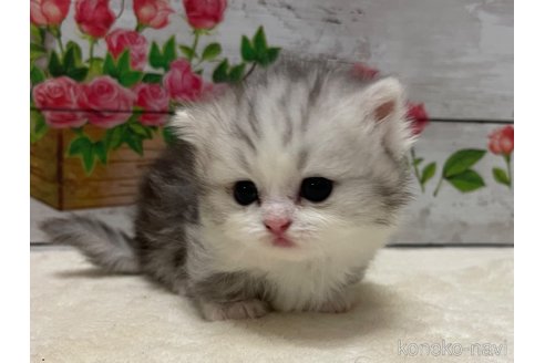 成約済の山梨県のミヌエット(短足)-97594の3枚目
