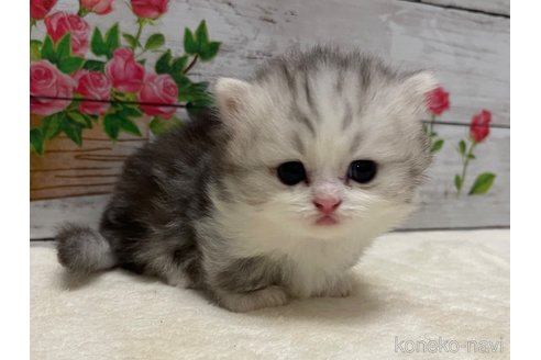 成約済の山梨県のミヌエット(短足)-97594の4枚目