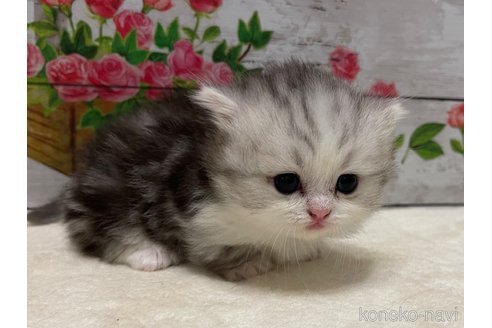 成約済の山梨県のミヌエット(短足)-97594の5枚目