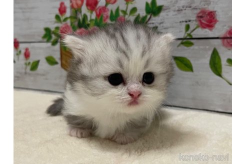 成約済の山梨県のミヌエット(短足)-97594の7枚目