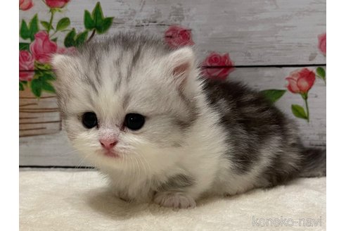 成約済の山梨県のミヌエット(短足)-97594の1枚目