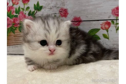 成約済の山梨県のミヌエット(短足)-97594の2枚目