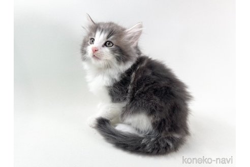 成約済の福岡県のノルウェージャンフォレストキャット-97595の2枚目