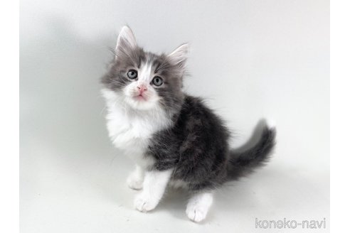 成約済の福岡県のノルウェージャンフォレストキャット-97601の2枚目