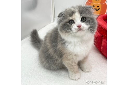 成約済の愛知県のスコティッシュフォールド(折れ耳)-97605の4枚目