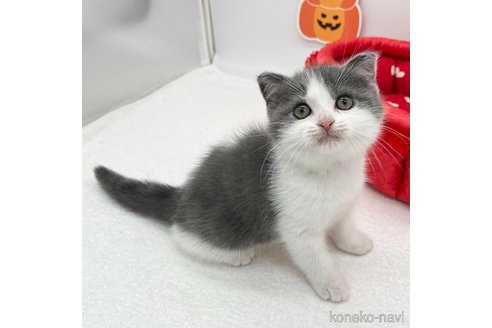 成約済の愛知県のスコティッシュフォールド(折れ耳)-97607の3枚目