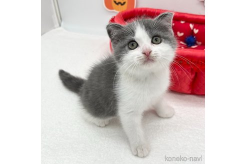 成約済の愛知県のスコティッシュフォールド(折れ耳)-97607の1枚目