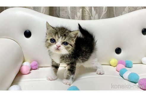 成約済の愛知県のエキゾチックショートヘア-97609の2枚目