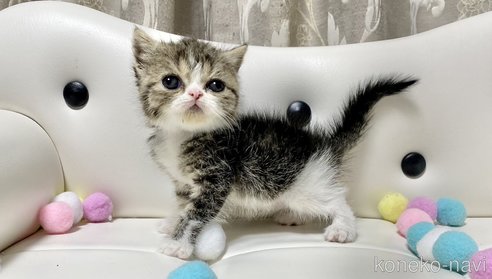 成約済の愛知県のエキゾチックショートヘア-97609の3枚目