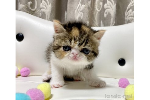 成約済の愛知県のエキゾチックショートヘア-97610の1枚目