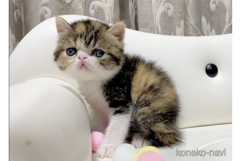 成約済の愛知県のエキゾチックショートヘア-97610の2枚目