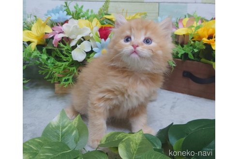 成約済の大阪府のマンチカン-97614の3枚目