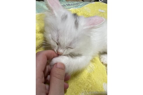 成約済の埼玉県のミックス-95248の17枚目