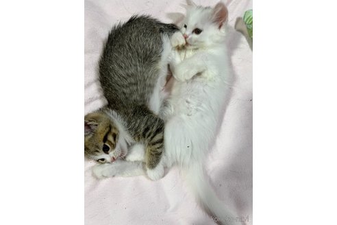 成約済の埼玉県のミックス-95248の15枚目