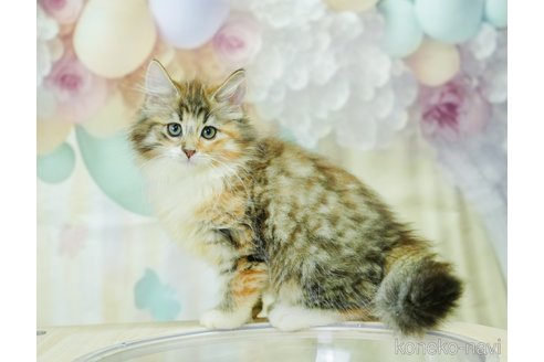 成約済ののノルウェージャンフォレストキャット-97621