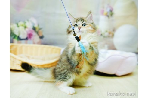 成約済の千葉県のノルウェージャンフォレストキャット-97621の5枚目