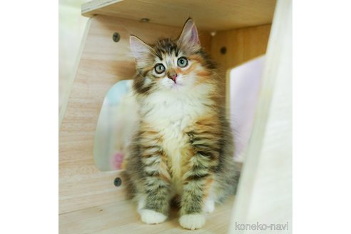 成約済の千葉県のノルウェージャンフォレストキャット-97621の4枚目