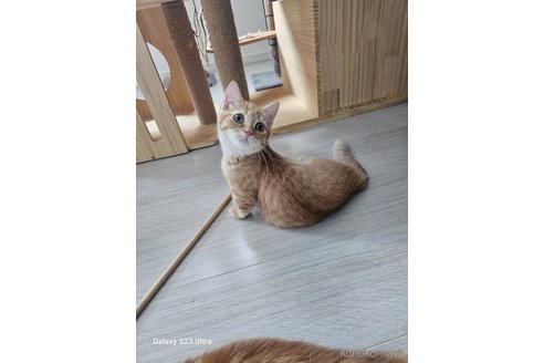 成約済の福岡県のマンチカン(短足)-90993の39枚目