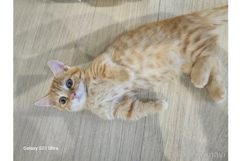 成約済の福岡県のマンチカン(短足)-90993の3枚目