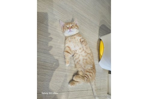 成約済の福岡県のマンチカン(短足)-90993の5枚目