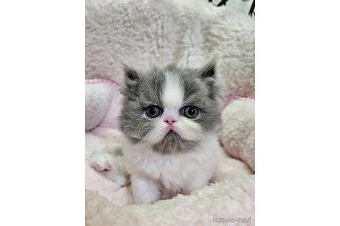 成約済の大阪府のエキゾチックショートヘア-97640の1枚目