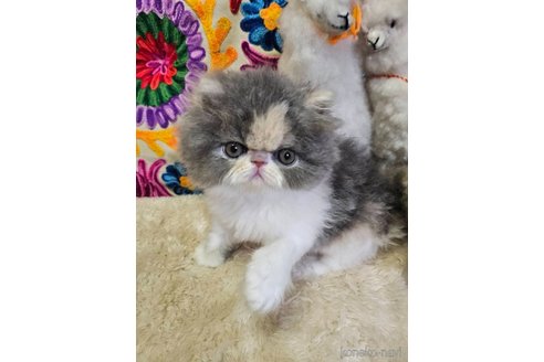 成約済の大阪府のエキゾチックショートヘア-97641の3枚目