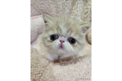 成約済の大阪府のエキゾチックショートヘア-97643の3枚目