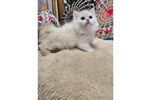成約済の大阪府のマンチカン(短足)-97647の16枚目