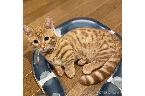 成約済の東京都のジェネッタ-97652の5枚目