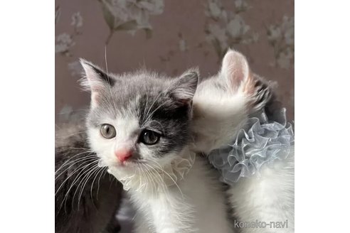成約済の埼玉県のブリティッシュショートヘア-97662の3枚目