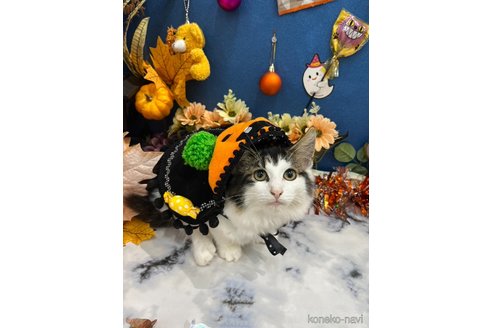 成約済の広島県のノルウェージャンフォレストキャット-83839の2枚目
