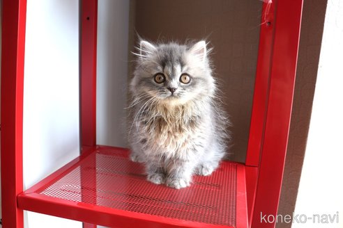 成約済の大阪府のスコティッシュフォールド-95397の3枚目