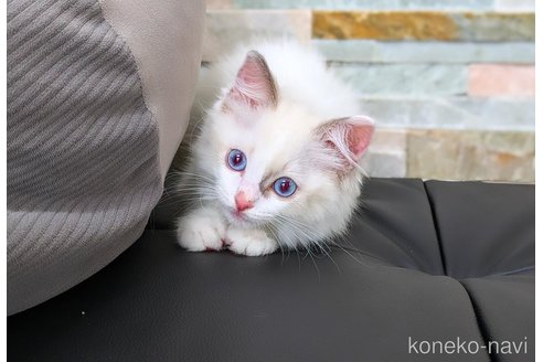成約済の茨城県のラグドール-93421の2枚目