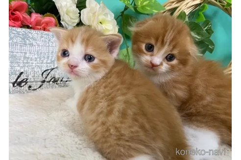 成約済の香川県のスコティッシュフォールド-97678の3枚目