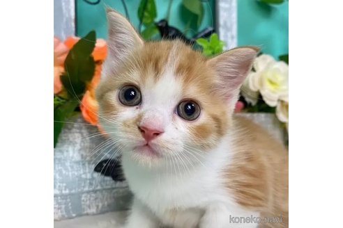 成約済の香川県のスコティッシュフォールド-97678の1枚目