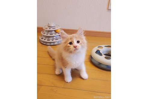 成約済の神奈川県のノルウェージャンフォレストキャット-95730の9枚目
