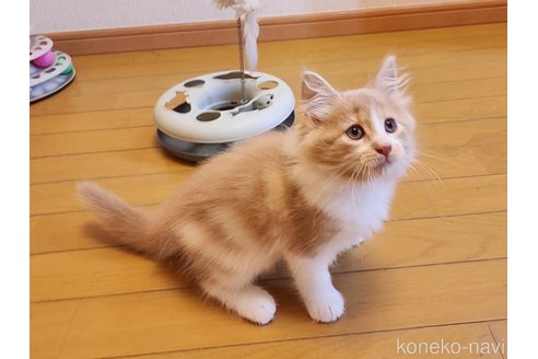 成約済の神奈川県のノルウェージャンフォレストキャット-95730の8枚目