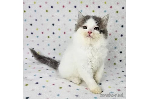 成約済の東京都のマンチカン-97698の3枚目