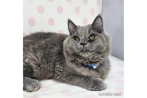 成約済の東京都のミックス-97702の5枚目