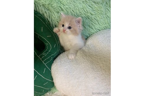 成約済の大阪府のスコティッシュフォールド-95739の4枚目