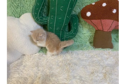 成約済の大阪府のスコティッシュフォールド-95739の2枚目